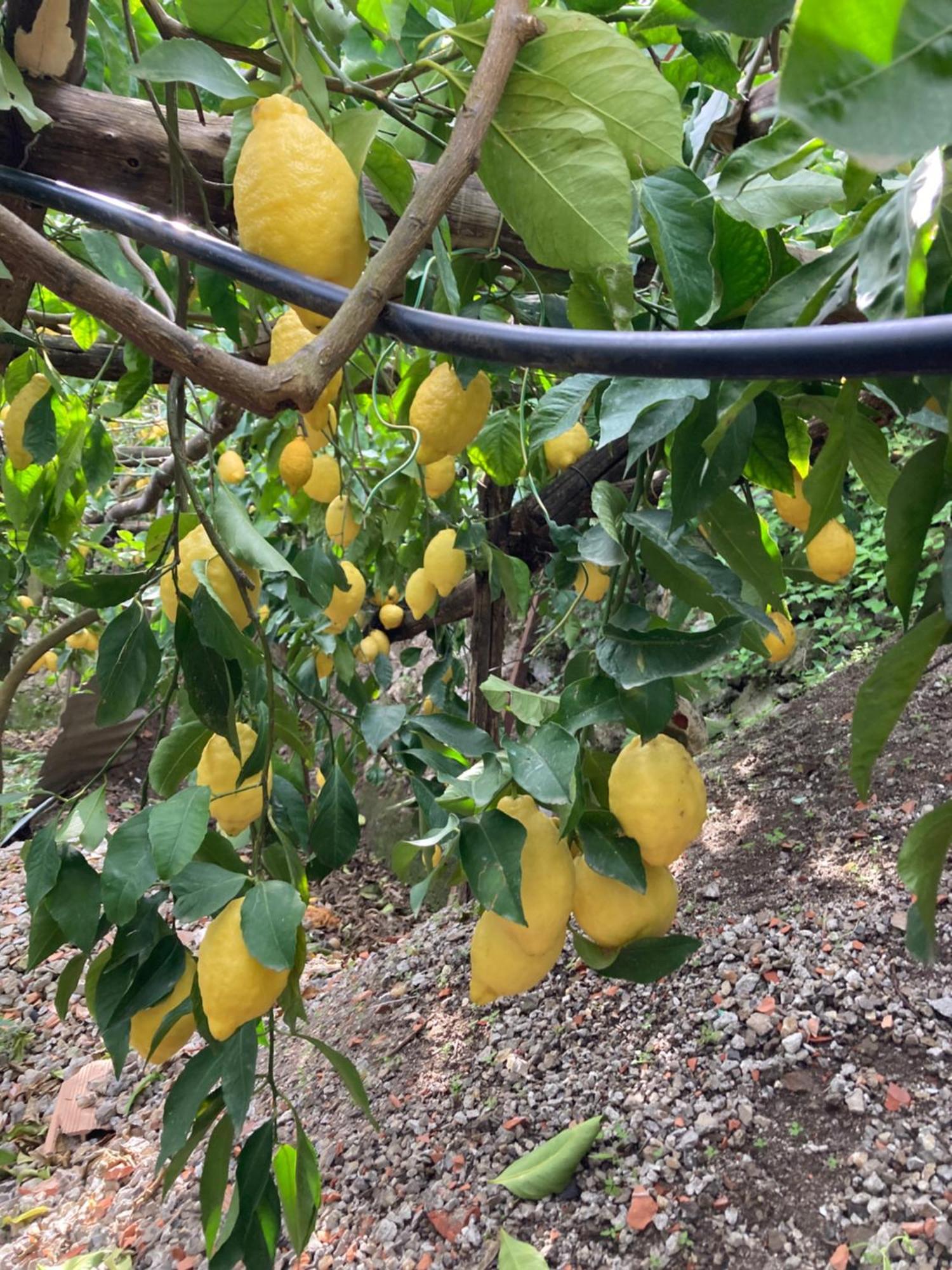 Suite I Limoni Ravello Kültér fotó