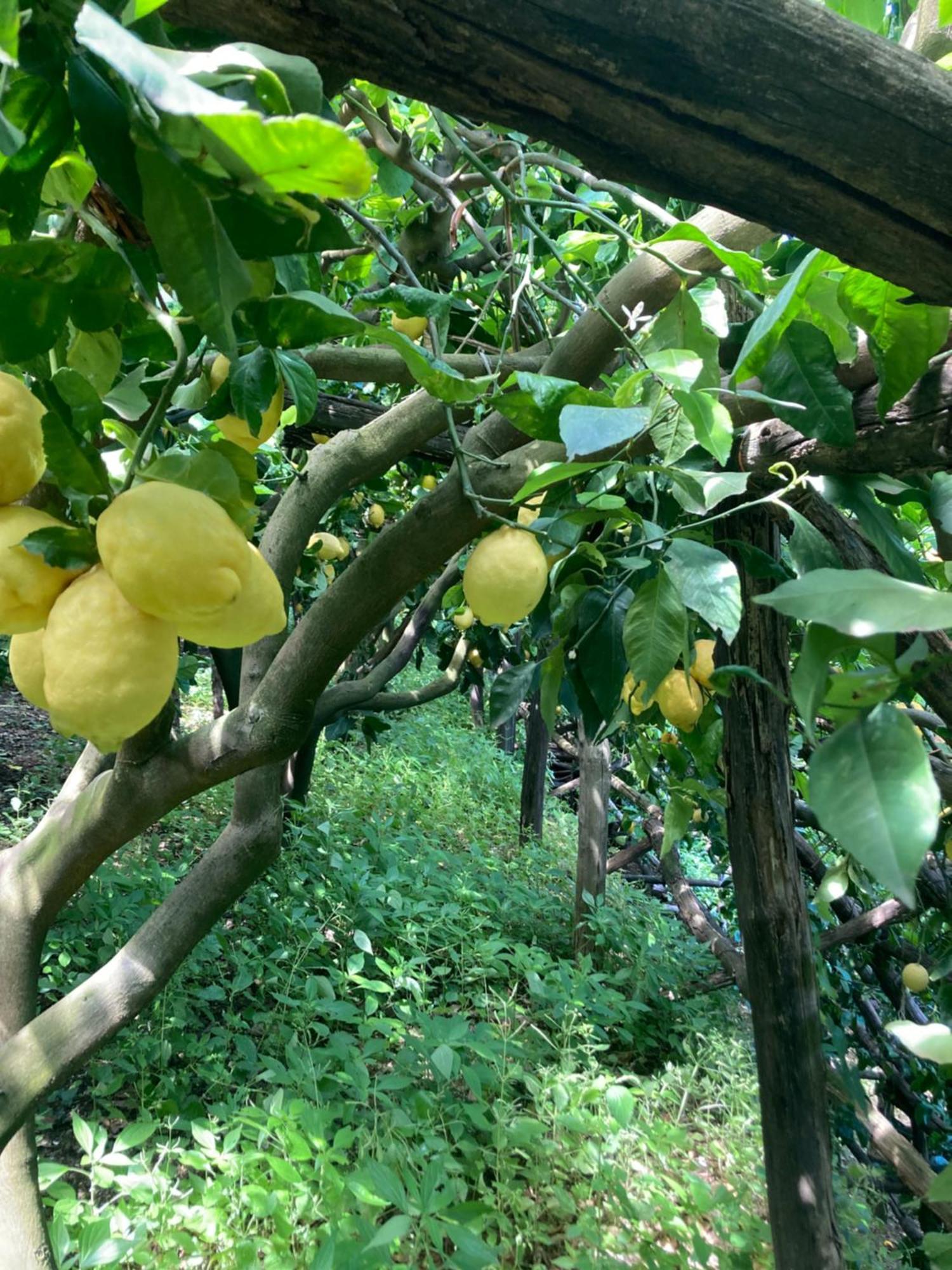 Suite I Limoni Ravello Kültér fotó