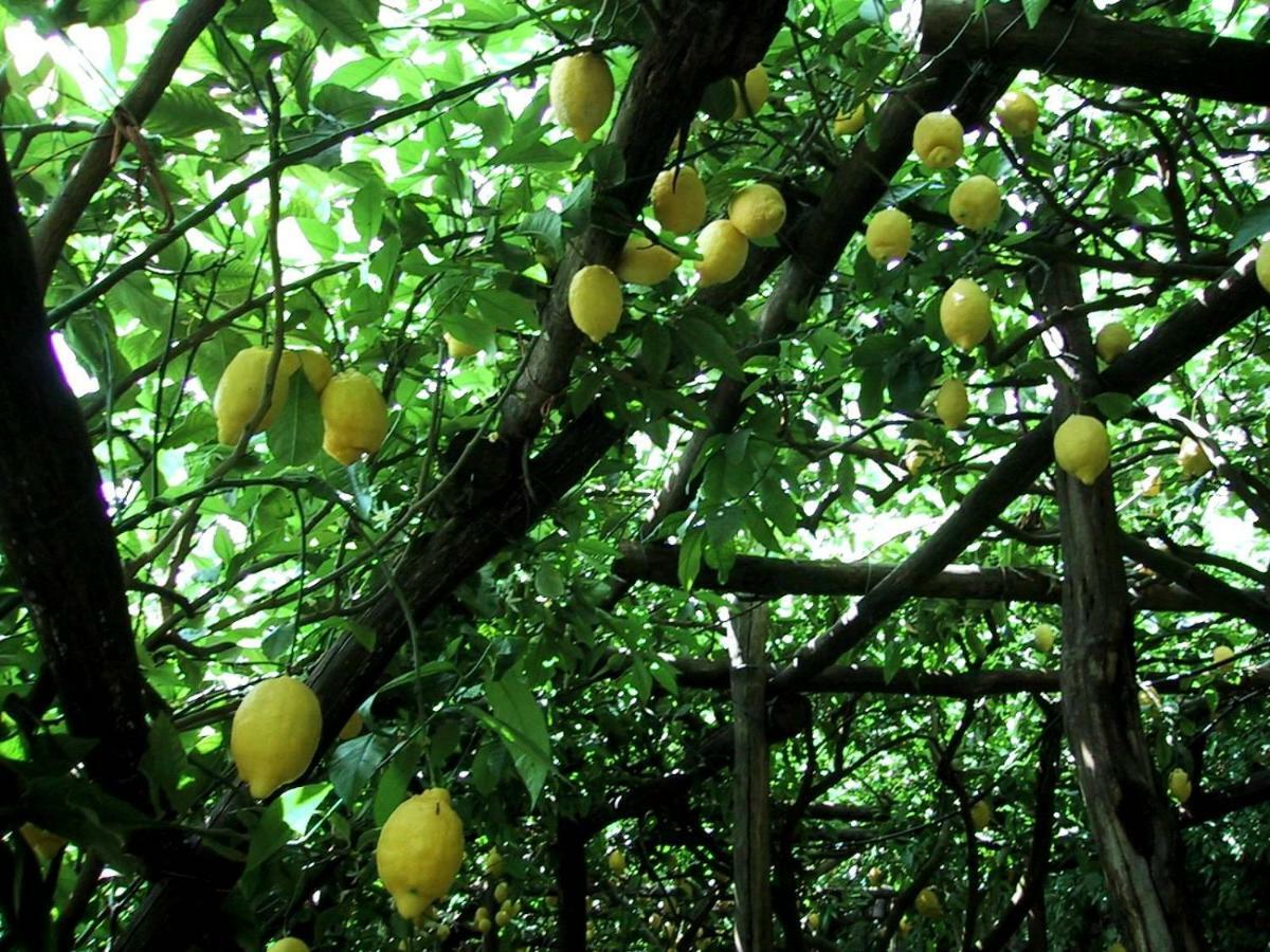 Suite I Limoni Ravello Kültér fotó